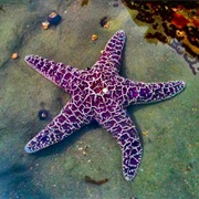 The Starfish Can Turn Its Stomach Inside Out.