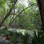 Palmetto State Park, Texas