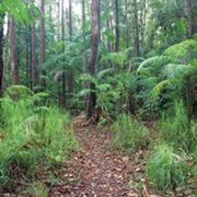 Mapleton National Park (QLD)