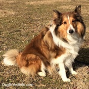 Shetland Sheepdog