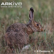 Corsican Hare