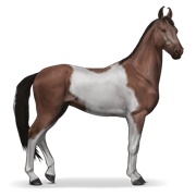 Marwari - Liver Chestnut Tobiano