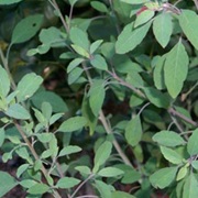 Bolivian Coriander (Porophyllum Ruderale)