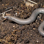 Greater Robust Fine-Lined Slider