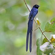 Seychelles Paradise Flycatcher