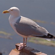 Herring Gull