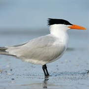 Royal Tern