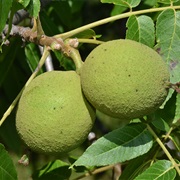 Black Walnut