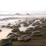 Playa Ostional, Costa Rica