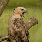 Javan Hawk-Eagle (Indonesia)