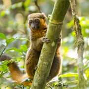 Golden Bamboo Lemur