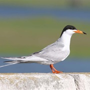 Forster's Tern