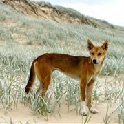 Fraser Island, Australia
