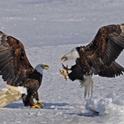 Birds Fighting