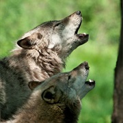 Algonquin Park Wolf Howl (ON)