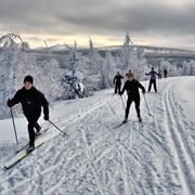 Cross-Country Skis