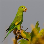 Yellow-Chevroned Parakeet (Brotogeris Chiriri)