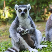 Country With the Most Zoos Germany 🇩🇪