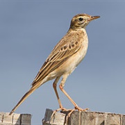 Richard's Pipit