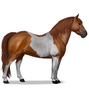 Kerry Bog - Chestnut Tobiano