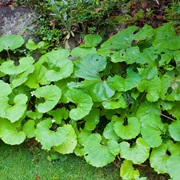 Butterbur (Petasites Japonicus)