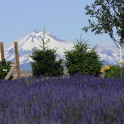 Cascade Lavender Farm in Madras, OR