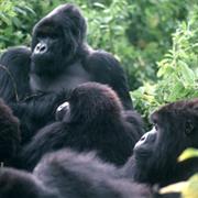 Highland Gorillas