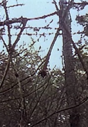 The Stick Men, the Blair Witch Project (1999)