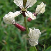 Wild Radish (Raphanus Raphanistrum)
