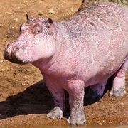 Hippopotamus