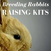 Breeding & Raising Rabbits