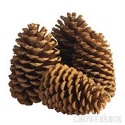 Pinecones