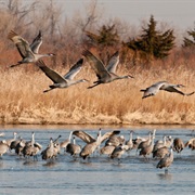 Rowe Sanctuary, Nebraska