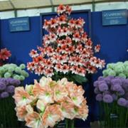Cardiff Flower Show