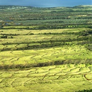 Sugar Cane Fields on Maui