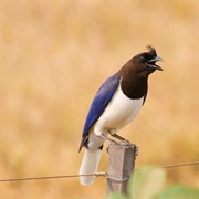 Curl-Crested Jay (Cyanocorax Cristatellus)