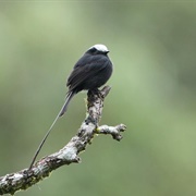 Long-Tailed Tyrant (Colonia Colonus)