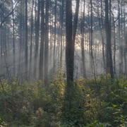 Sam Houston National Forest