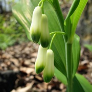 Smooth Solomon's-Seal (Polygonatum Biflorum)