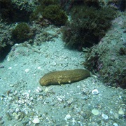 Sea Cucumber