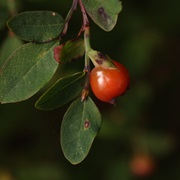 Red Huckleberry (Vaccinium Parvifolium)