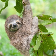 Sloth