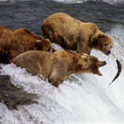 Watch Grizzly Bears Fish