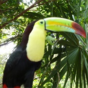 Xaman Ha Bird Park