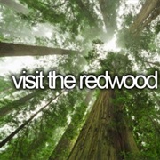 Visit Redwood Forest