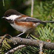 Chestnut-Backed Chickadee