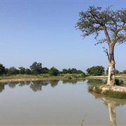 W-Arly-Pendjari Complex