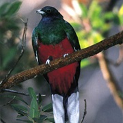 Eared Quetzal