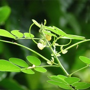 Chinese Senna (Senna Obtusifolia)