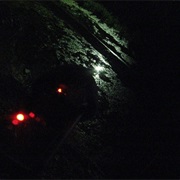 Zartzinfect - Frog Orchestra